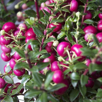 Mélange de Pernettya mucronata - 2x blanc perle - 2x rouge - 2x rose - ↕20cm - Ø12cm - 6x