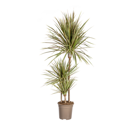 Dracaena Marginata Bicolor - ↕120cm - Ø21cm - Smocza roślina