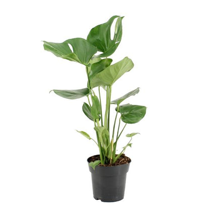 Monstera Deliciosa - ↕60cm - Ø17cm - Hole plant
