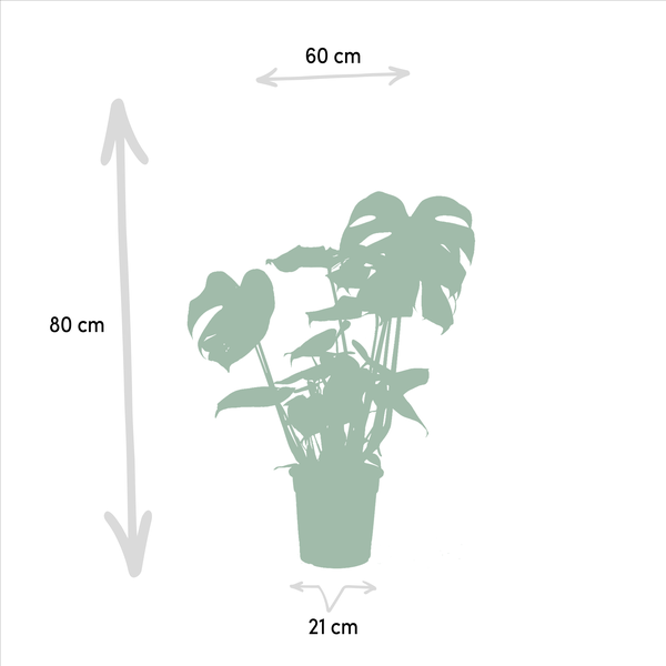 Monstera Deliciosa - ↕75cm - Ø21cm + Alocasia Zebrina - ↕75cm - Ø19cm + Strelitzia Nicolai - ↕85cm - Ø19cm + Musa Dwarf Cavendish - ↕85cm - Ø21cm