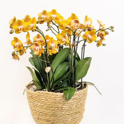 Conjunto de orquídeas naranjas en cesta de junco con depósito de agua incluido - Tres orquídeas naranjas de Las Vegas de 12 cm | Mono ramo naranja con depósito de agua incorporado.