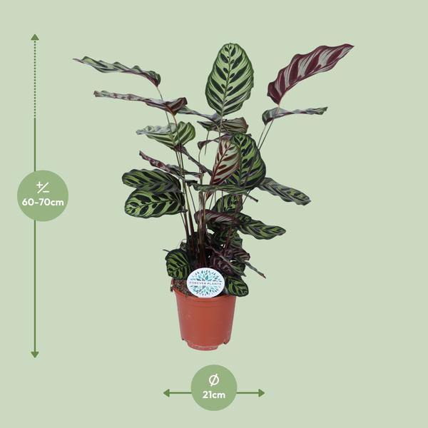 Calathea Makoyana - ↕70cm - Ø21cm