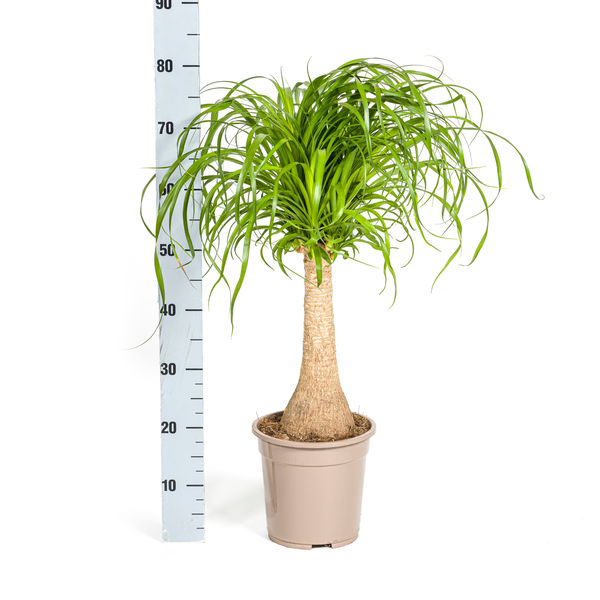 Beaucarnea Recurvata Stam - ↕70cm - Ø21cm - Olifantenpoot Plant