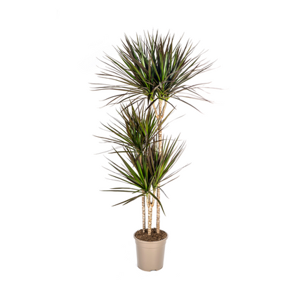 Dracaena Marginata Magenta - ↕140cm - Ø24cm - Drachenpflanze
