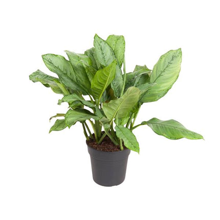 Aglaonema B.J. Freedman - ↕70cm - Ø24cm