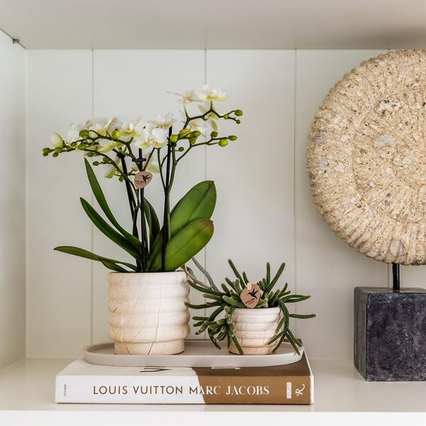 Kolibri Home | Maceta de mármol - Luz - Ø6cm