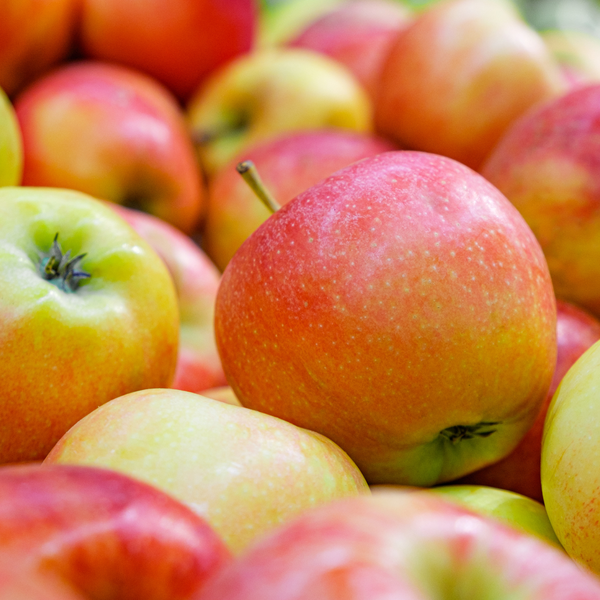 Appelboom Malus - Biologisch - 1x - ↕60cm - Ø20cm