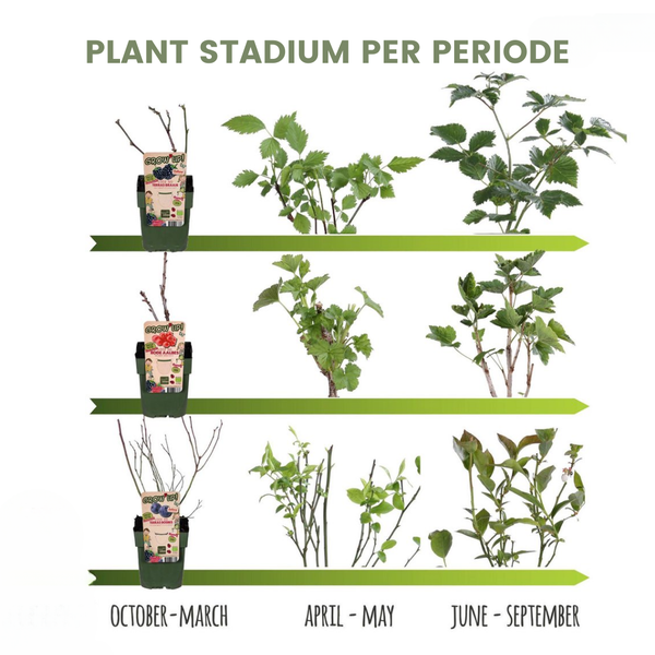 Aardbeien planten set - Biologisch - 3x