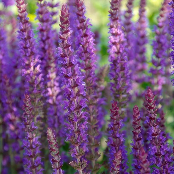 Salvia Nemorosa 'Ostfriesland' - Bossalie - ↕10-25cm - Ø9cm - Borderplant - 40x
