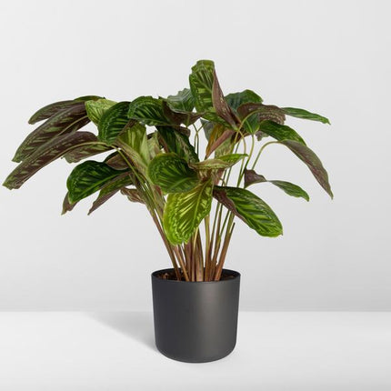 Calathea Flamestar - Roślina pawia - ↕75cm - Ø19cm