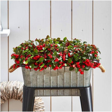 Gaultheria Procumbens 'Big Berry' - ↕15-20 cm - Ø12cm - 6x