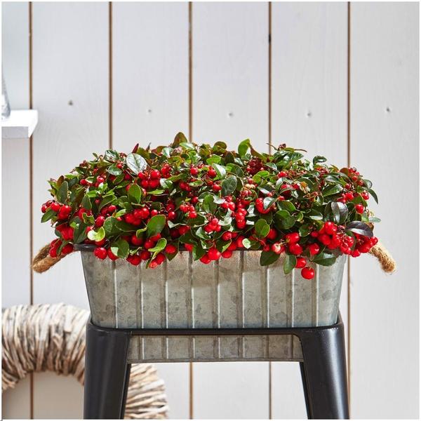 Gaultheria Procumbens 'Big Berry' - ↕15-20 cm - Ø12cm - 6x