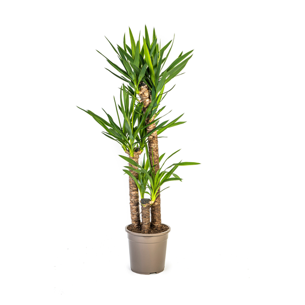 Yucca elephantipes ↕130 cm - Ø24 cm