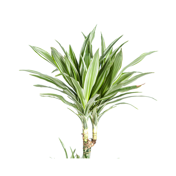 Dracaena Deremensis White Stripe - ↕180cm - Ø27cm
