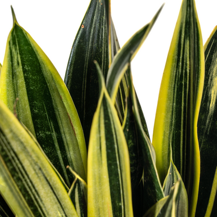 Sansevieria Trifasciata 'Canary' – Schwiegermutterzunge' – ↕50–55 cm – Ø17 cm