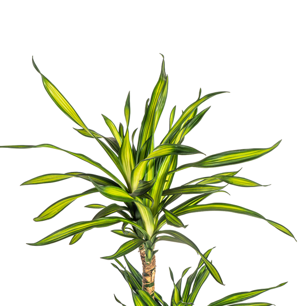 Dracaena Deremensis Rikki - ↕100cm - Ø21cm