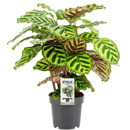 Calathea Makoyana - ↕45cm - Ø14cm