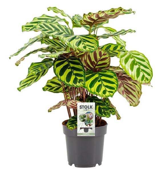 Calathea Makoyana - ↕45cm - Ø14cm