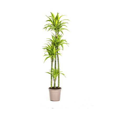 Dracaena Deremensis Lemon Lime - ↕180cm - Ø27cm