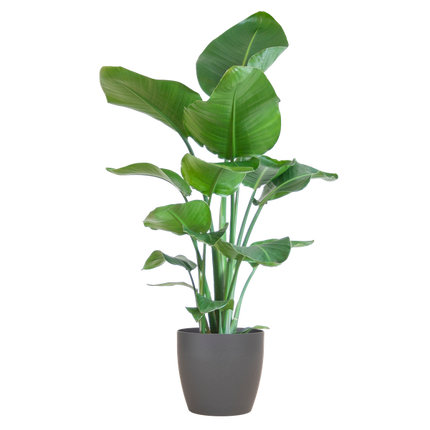 Strelitzia Nicolai with Viber pot grey - ↕80cm - Ø21cm