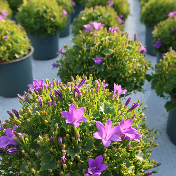 Campanula Addenda Ambella Intense purple in Malaga sierpotten - 2x - Ø12cm - vaste plant - winterhard