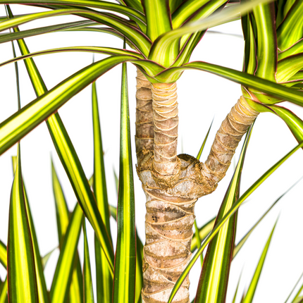 Dracaena Marginata Sunray - ↕140cm - Ø24cm - Dragon plant