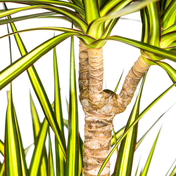 Dracaena Marginata Sunray - ↕140cm - Ø24cm - Drakenplant