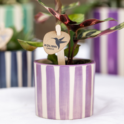 Kolibri Home | Malowane paski - Liliowy - Ø6 cm