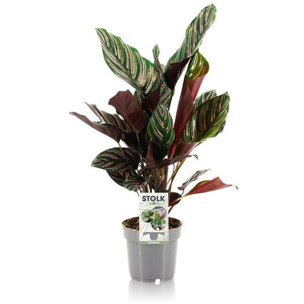 Calathea Ornata - ↕45cm - Ø14cm -