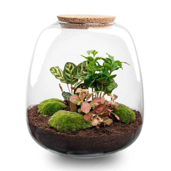 Planten terrarium - Emma - DIY kit - ↑ 25 cm - Ø 23 cm - Coffea Red + LED