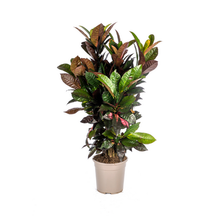 Codiaeum 'Croton' Iceton - ↕90-100cm - Ø24cm