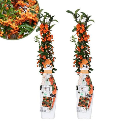 Pyracantha Coccinea Orange Stjerne - Ildtorn - ↕60cm - Ø12cm - 2x