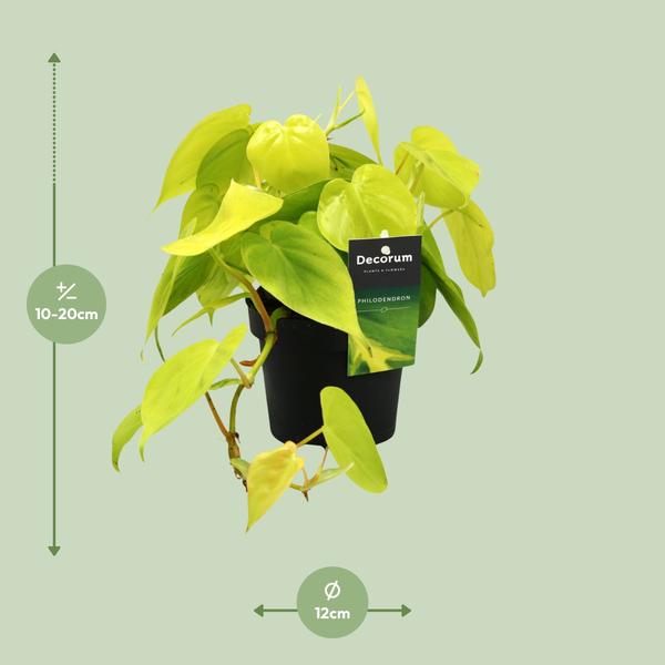 Philodendron Lime - ↕20cm - Ø12cm
