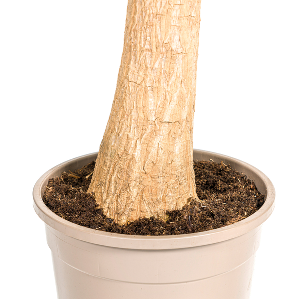 Beaucarnea Recurvata Stam - ↕90cm - Ø24cm - Olifantenpoot Plant