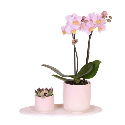 Coffret de plantes « Dégradé rose » pour la Saint-Valentin : orchidée Phalaenopsis rose Andorra et succulente, avec pots décoratifs en céramique.