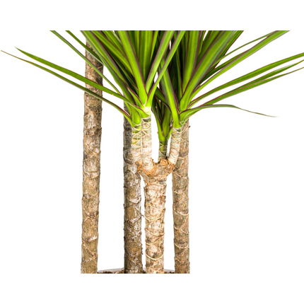 Dracaena Marginata Green - ↕180cm - Ø27cm - Dragon plant