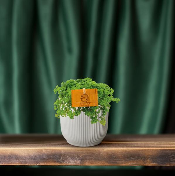 Pilea Depressa - ↕15cm - Ø10,5cm