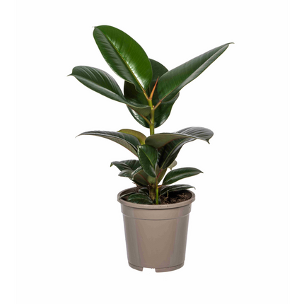 Ficus Elastica Robusta - ↕55cm Ø17cm