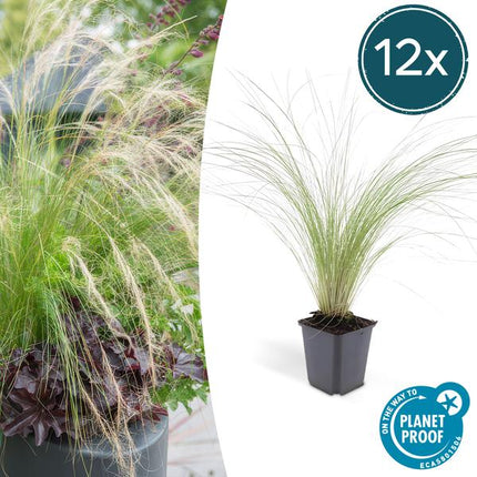 Stipa Tenuissima 'Ponytails' - Erba Piuma - ↕10-25cm - Ø9cm - Erba Ornamentale - 12x