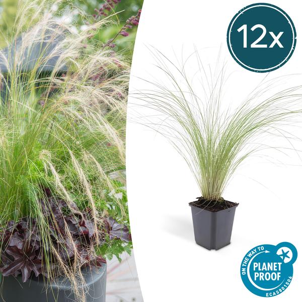Stipa Tenuissima 'Ponytails' - Hierba de plumas - ↕10-25cm - Ø9cm - Hierba ornamental - 12x