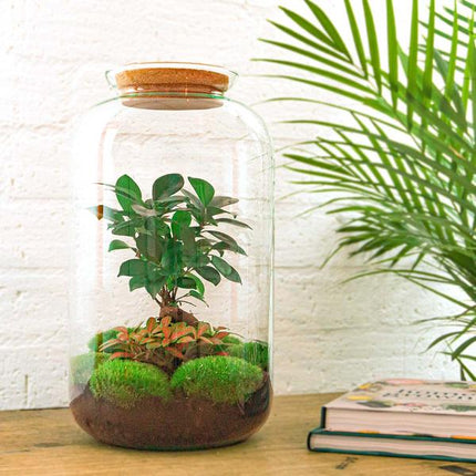 Terrarium DIY - Sven Bonsai - ↕43 cm - Grabie + Łopata + Pęseta