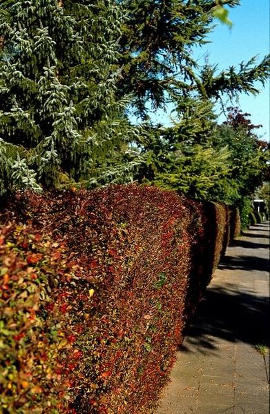 Berberis thunbergii 'Atropurpurea' - Zuurbes - ↕30-50cm - blote wortel - 100x