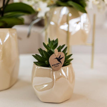 Set of plants + decorative pots for dinner table setting - Ø9cm & Ø6cm | flowering houseplants