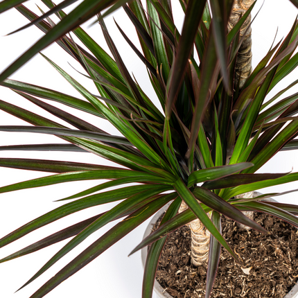 Dracaena Marginata Magenta - ↕140cm - Ø24cm - Drachenpflanze