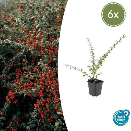 Cotoneaster Suecicus 'Coral Beauty' - ↕10-25 cm - Ø9 cm - Bodendecker - Beetpflanze - 6 Stück