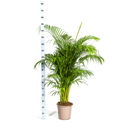 Areca Palm (Dypsis Lutescens) - Goudpalm - ↕160cm - Ø27cm