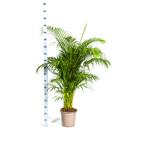 Areca Palm (Dypsis Lutescens) - Goudpalm - ↕160cm - Ø27cm