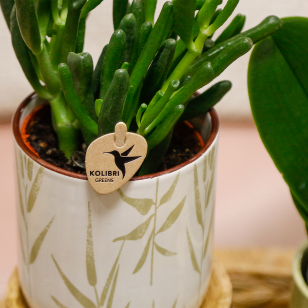 Gift set Love white- Plantenset met witte Phalaenopsis Orchidee en Succulenten incl. keramieken sierpotten