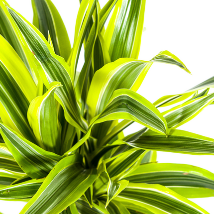 Dracaena Deremensis Lemon Lime - ↕80cm - Ø19cm