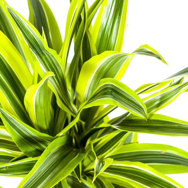 Dracaena Deremensis Lemon Lime - ↕80cm - Ø19cm